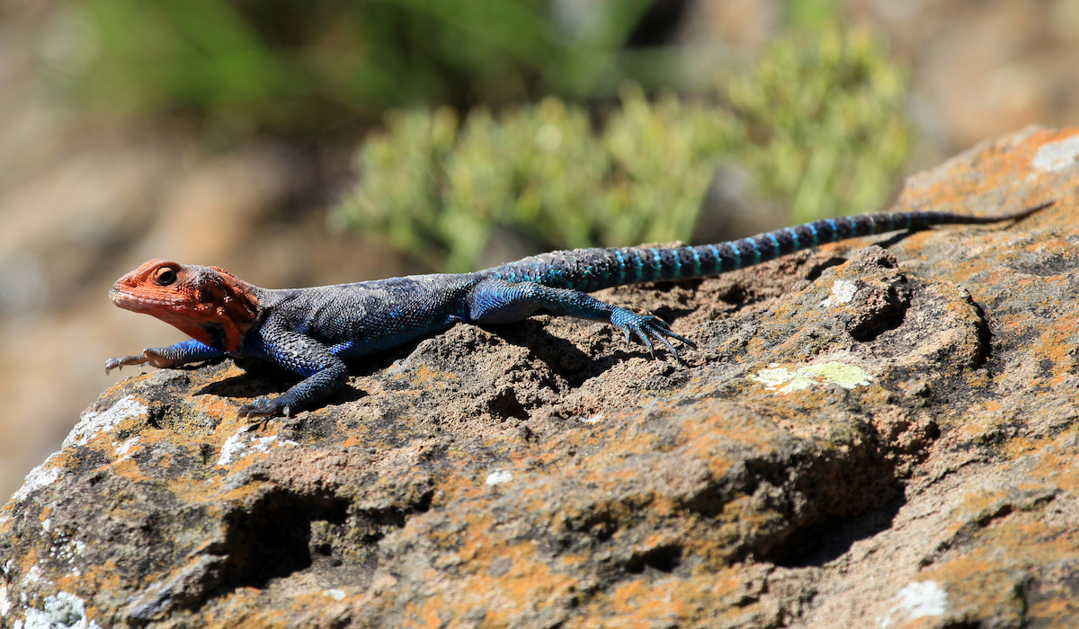 lizard on a rocky surface