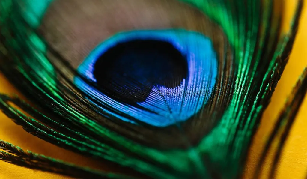 peacock feather