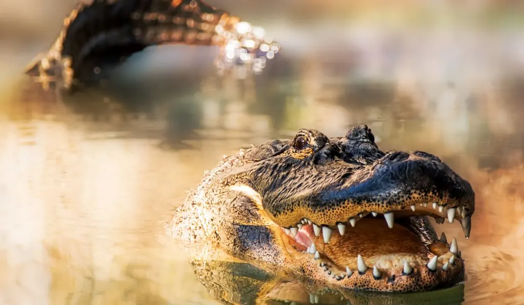 alligator in the lake