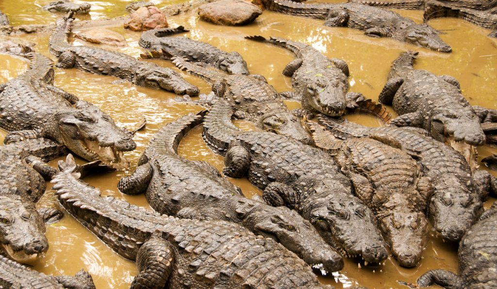 crocodiles and alligators basking