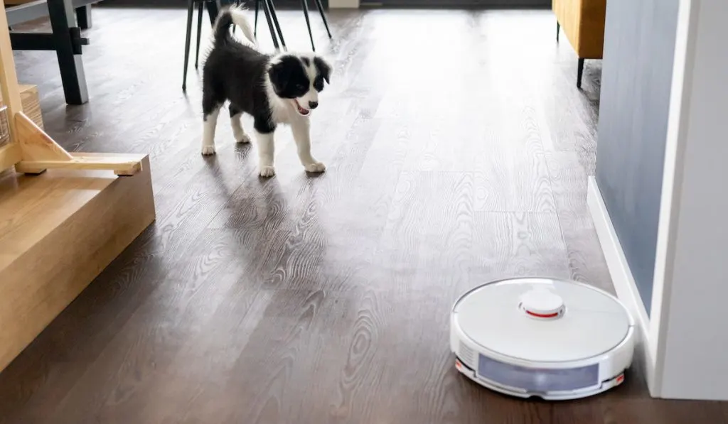 puppy dog lookikng at roomba near stairs