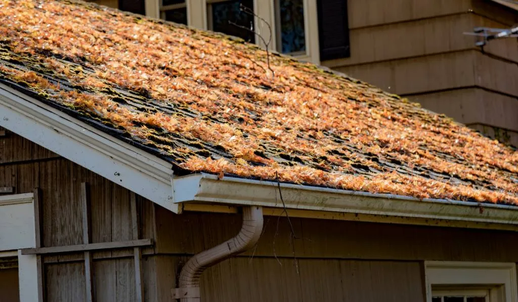 Autumn leaves on shingled roof with rain gutters
