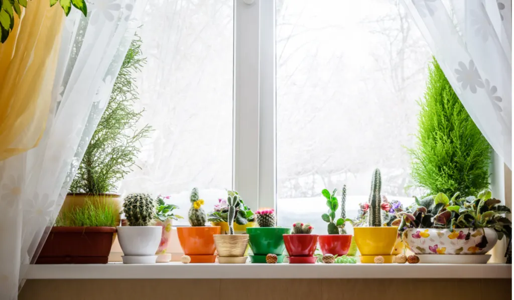 House plants on window