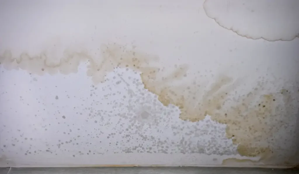 Mould stains on the ceiling
