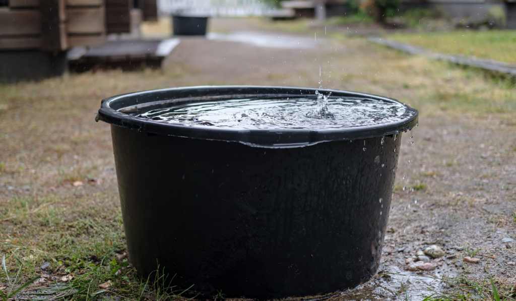 Rainwater is collected in a basin
