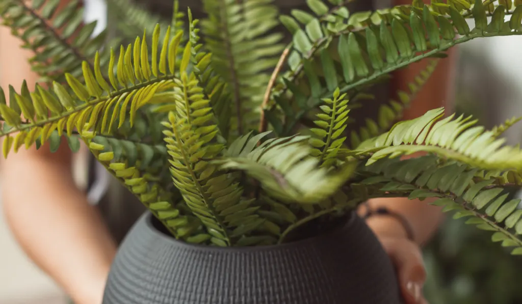 Woman in greenhouse with fern in pot.