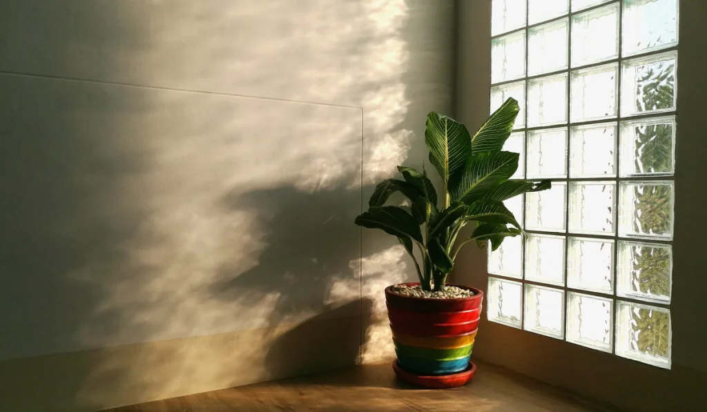 small tree in colourful pot with glass block wall background