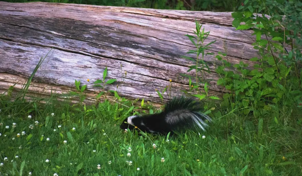 A baby skunk in the green grasses near an old fallen tree trunk 