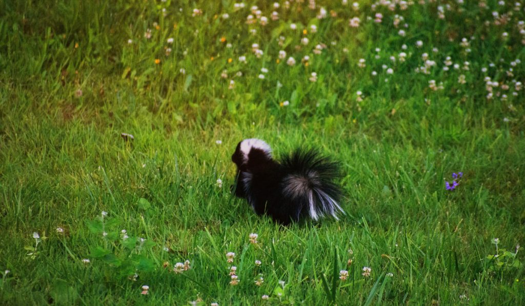 A young baby skunk running in the spring grass 