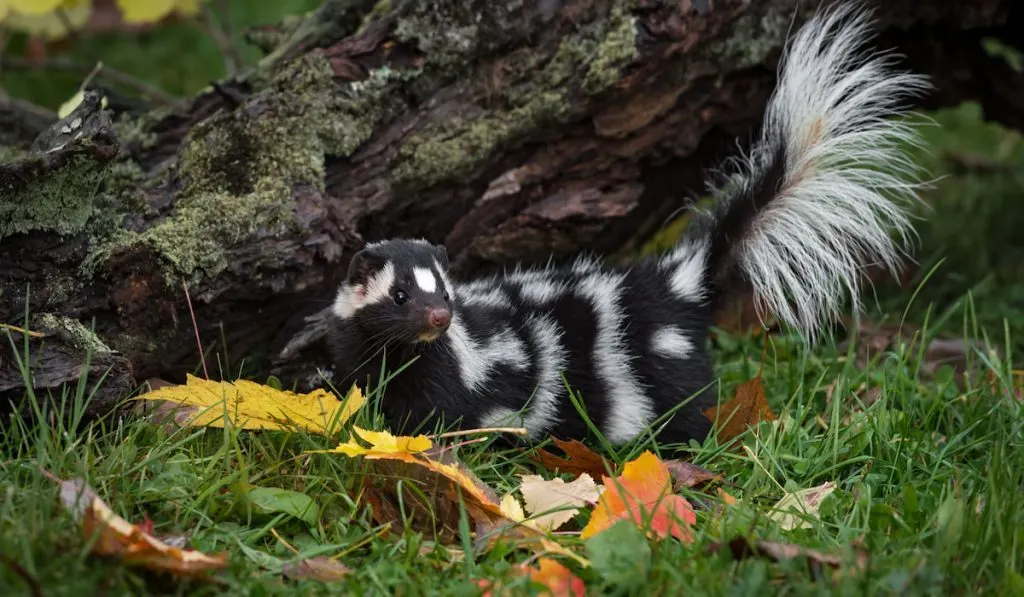 Eastern Spotted Skunk on grass field near tree trunk