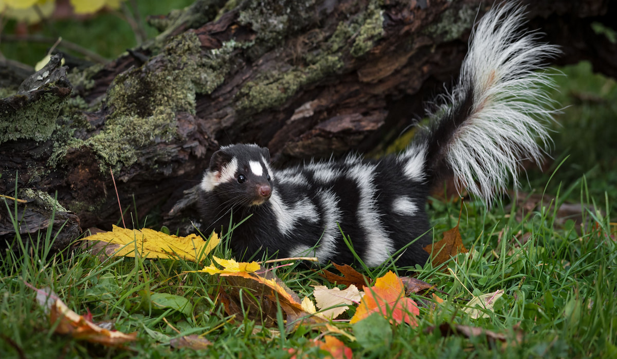 Are There Skunks in Florida? - This Must Be Home