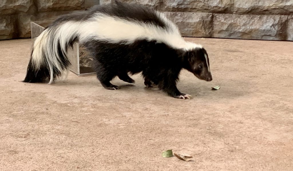 Skunk, black and white striped forest animal walking 