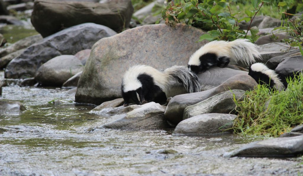 this family of skunks came down to the stream to get a drink

