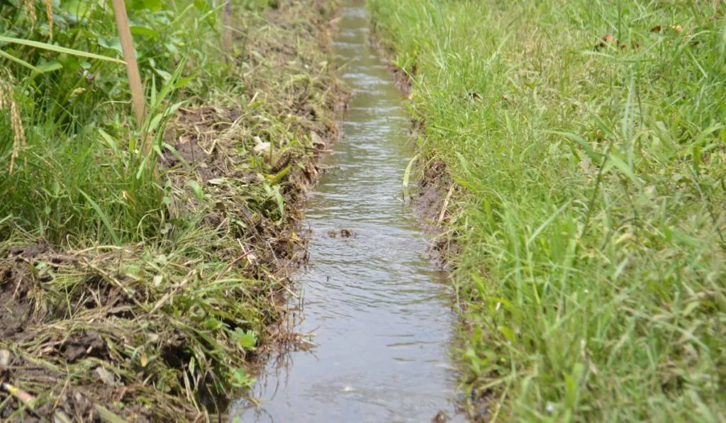 Small Irrigation Water Channel Of Tropical Farming Environment