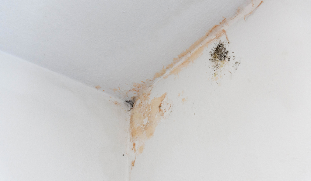 Black mold stains in corner of room