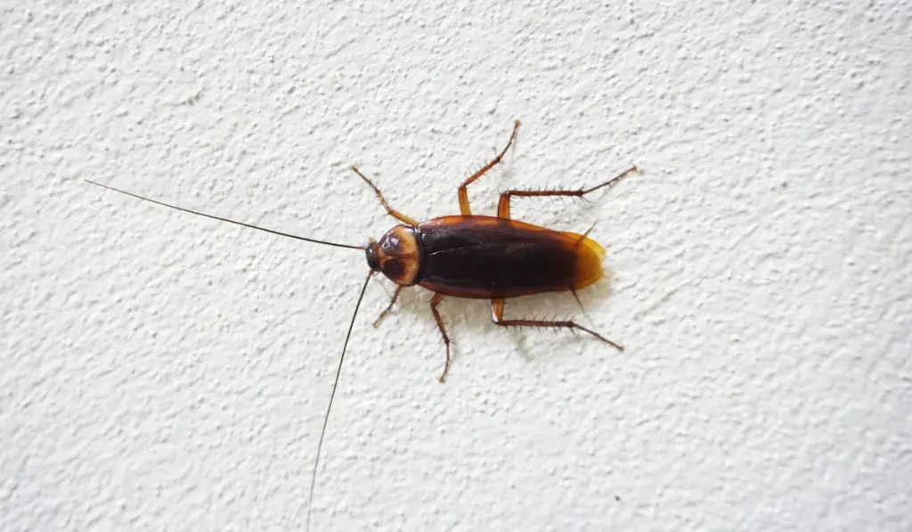 Cockroaches on white wall.