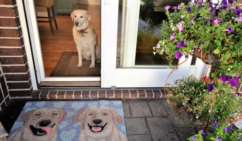 labrador looking out the sliding door window