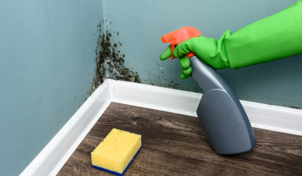 Spray bottle and sponge near black mold wall
