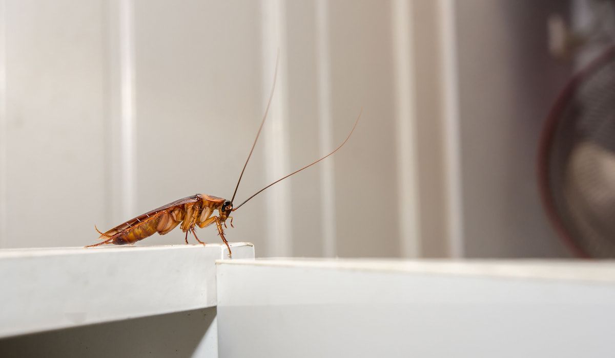 9 Ways To Prevent Bringing Roaches When You Move This Must Be Home