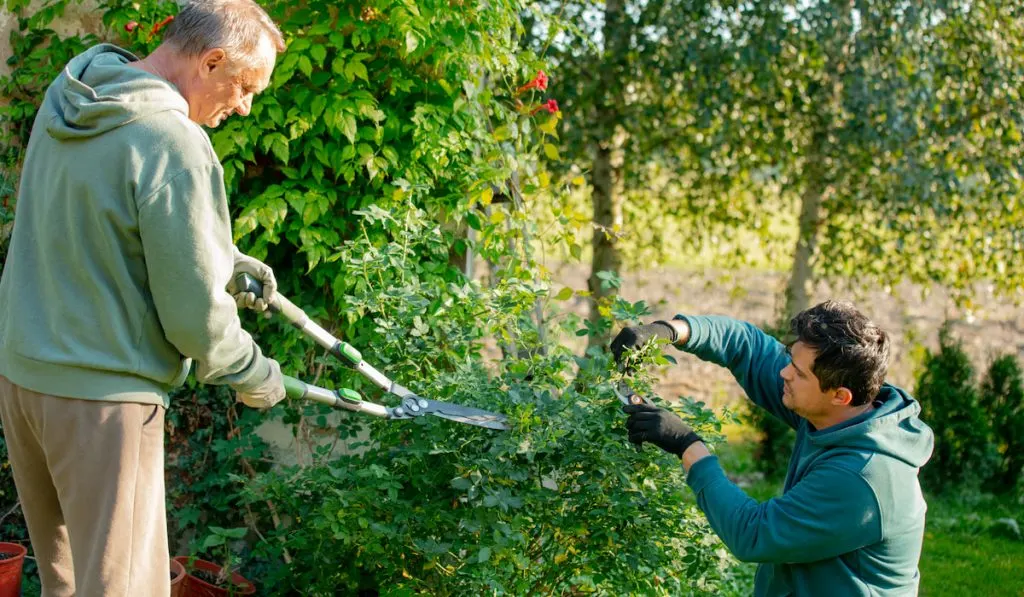 Father and son cutting bushes in a garden