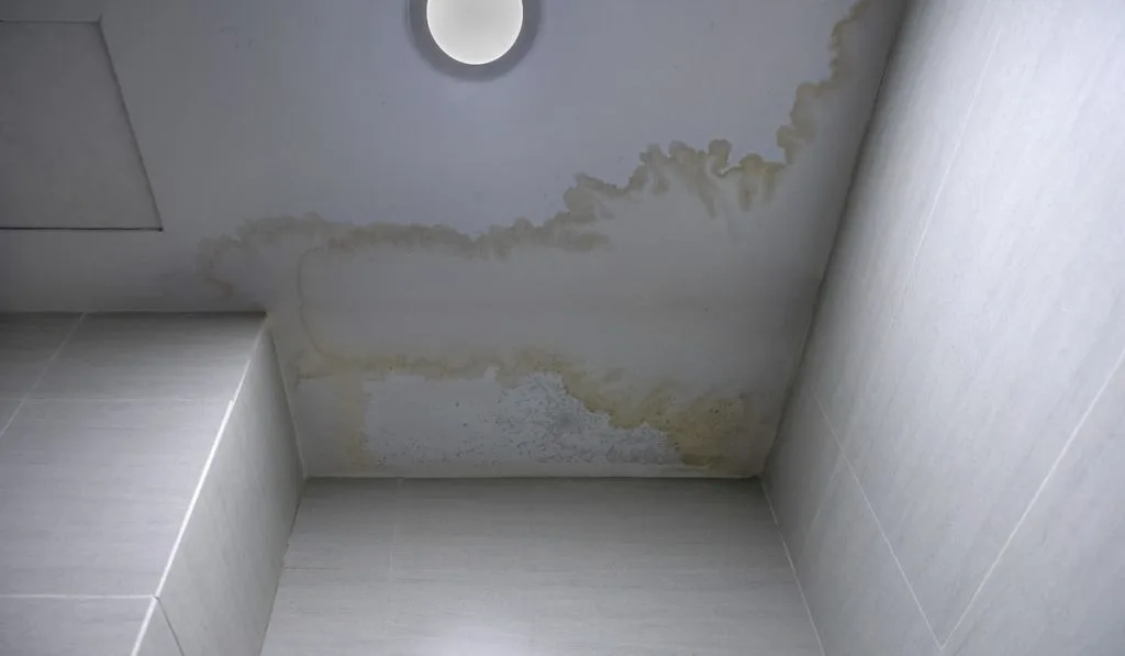 Mildew stains on the ceiling 