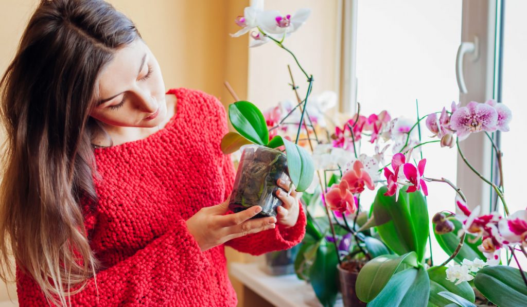Woman inspecting pot of her blooming orchid plant at home