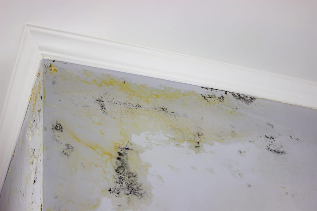 black mold on the wall