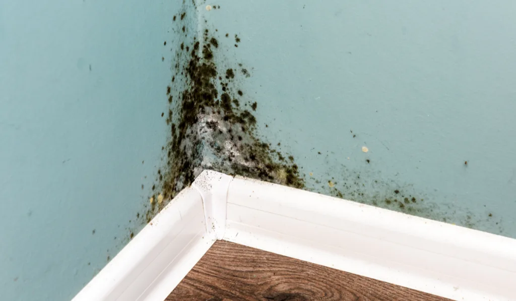 Black mold on wall closeup
