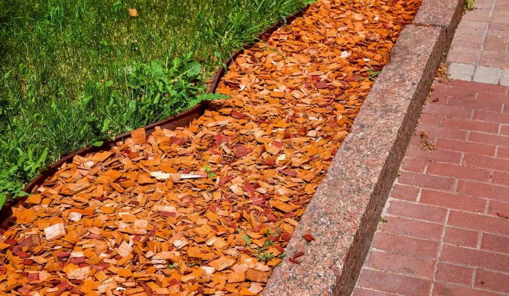 Coniferous pine mulch beside a pathwalk