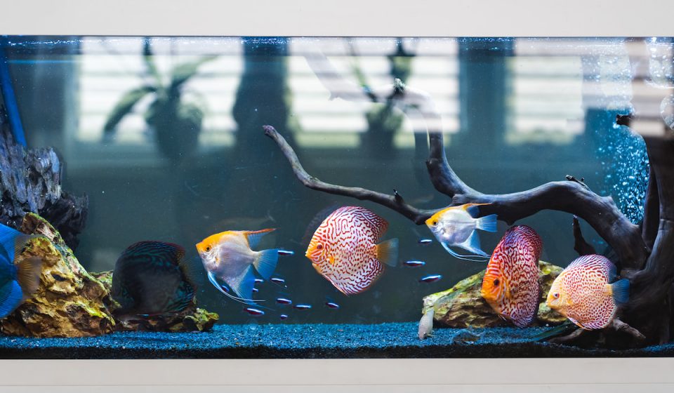 Photo inspiration: Fresh Look at 8 Tips For Moving A Fish Tank To A New