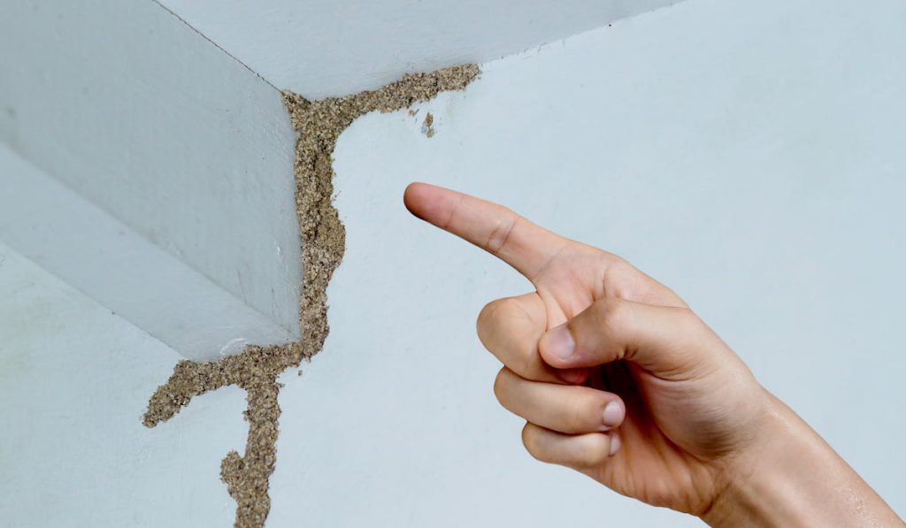 Hand pointing at a termite nest on wooden wall of a room
