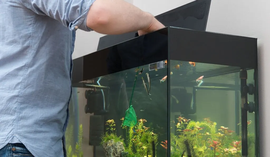 Man catching fishes trying to remove fishes in the aquarium