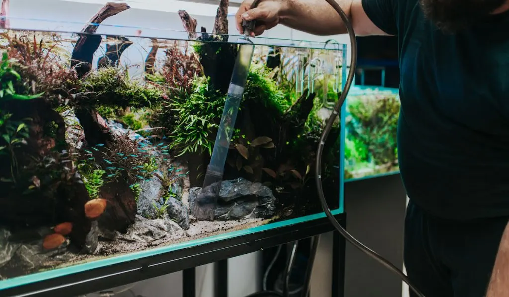 Man changing water in aquarium using siphon
