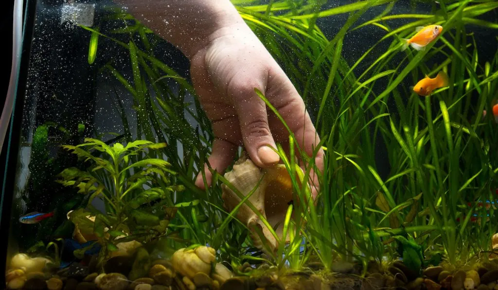 Man picking shell designs in aquarium