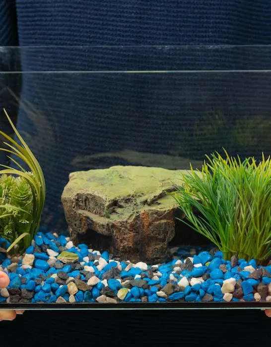 Person holding fish tank aqaurium with no water and fish