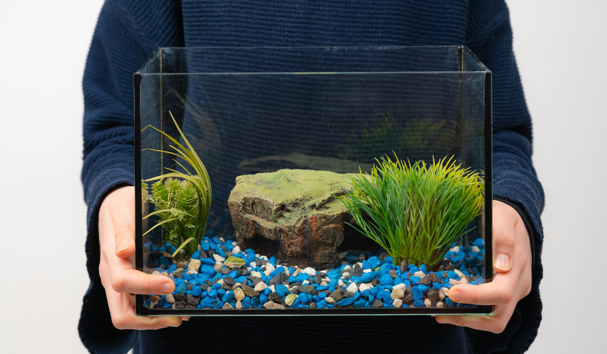 8 Tips for Moving a Fish Tank to a New Home This Must Be Home