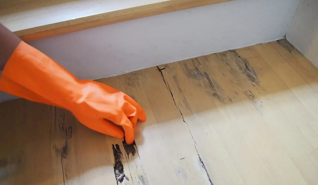 Termites damaged wood floor 