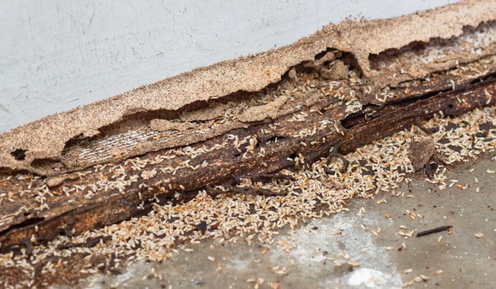 Termites destroying wood from the ground