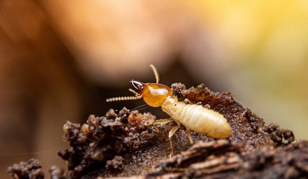 The termite on the ground is searching for food to feed the larvae in the cavity.