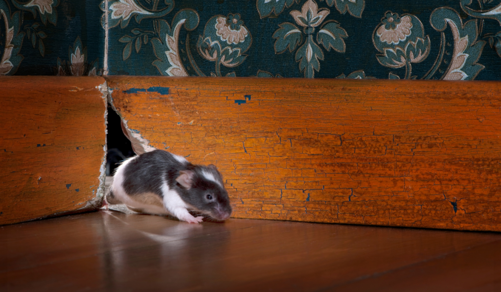 mouse getting out of her hole in a luxury old-fashioned room