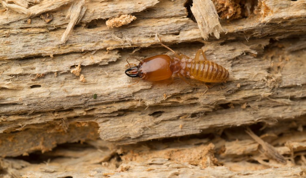 termite on rotten wood, with termite holes 